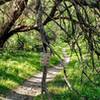 Tree tunnel on the Orange Trail.