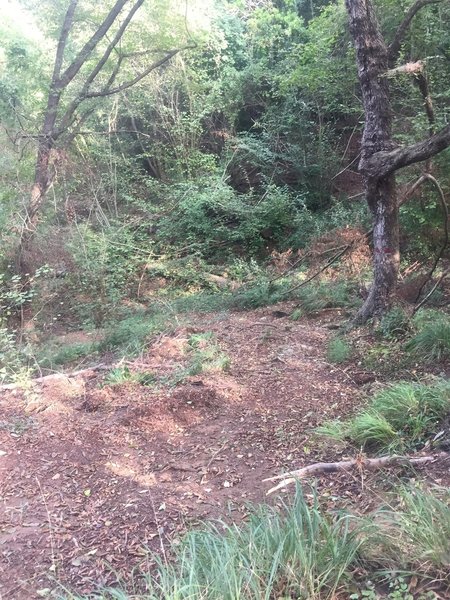 Typical section of trail, switchbacks under nice tree shade.