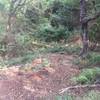 Typical section of trail, switchbacks under nice tree shade.