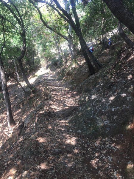 Looking back up the trail. Thankfully for those ascending from San Fruttuoso, the trail is well shaded!