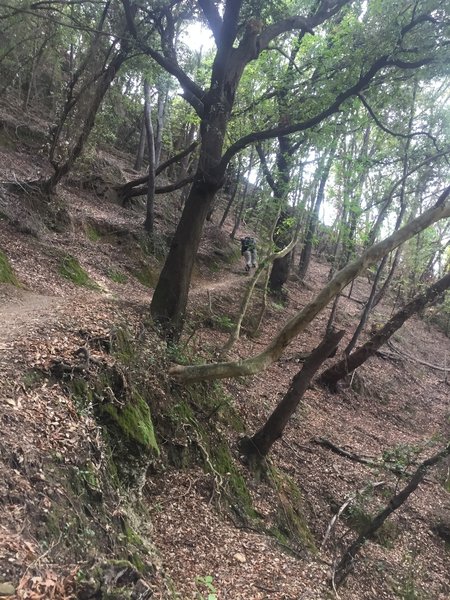 Ascending the switchbacks in the cover of shade trees