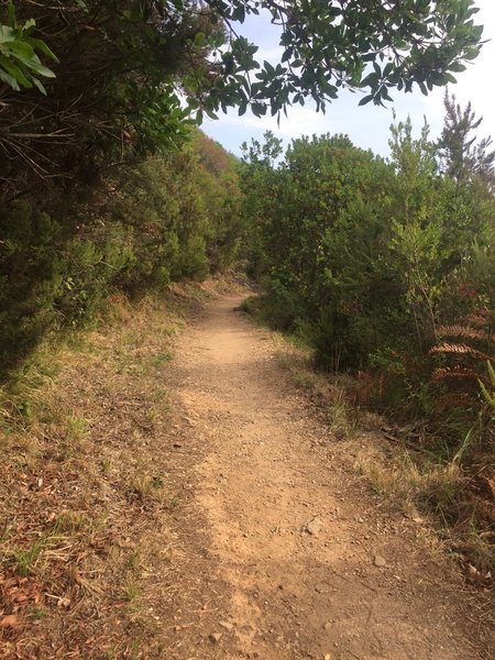 Typical section of level trail