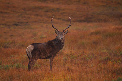 Who is watching who by Loch Tulla?