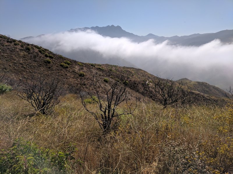 Boney Mountain beyond the morning clouds snaking up Sycamore Canyon.