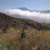 Boney Mountain beyond the morning clouds snaking up Sycamore Canyon.