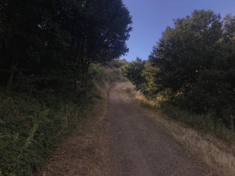 The trail climbs up the hillside.