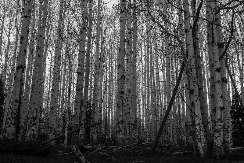 Cloning aspens!