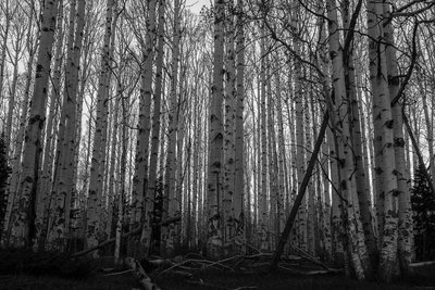 Cloning aspens!