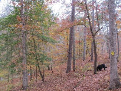 Fall colors along the Noxubee River and Beaver Lodge Trail.