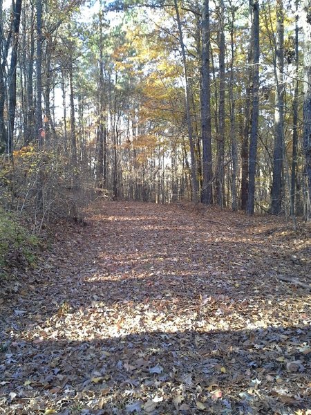 A section of Rockcrusher Road near the Three Bridges Trailhead.