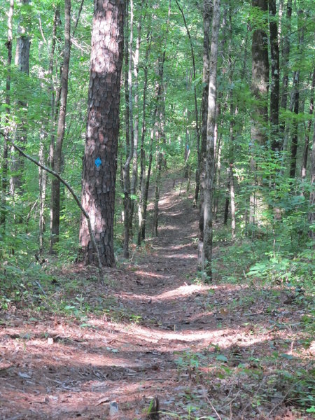 A great downhill section or steady climb on the Log Jump Trail