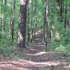 A great downhill section or steady climb on the Log Jump Trail