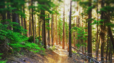 The South Fork trail is one of many seemingly endless trails in Oregon.