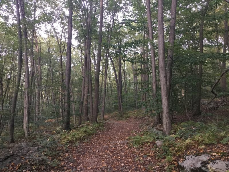 wide trail through the forest