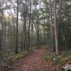 wide trail through the forest