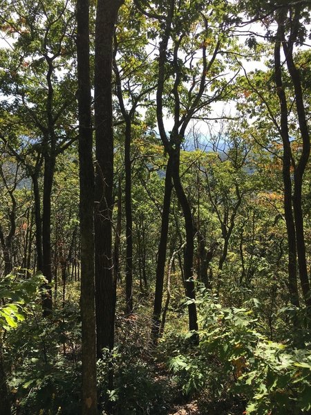 Looking through the woods toward Douthat.