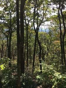 Looking through the woods toward Douthat.