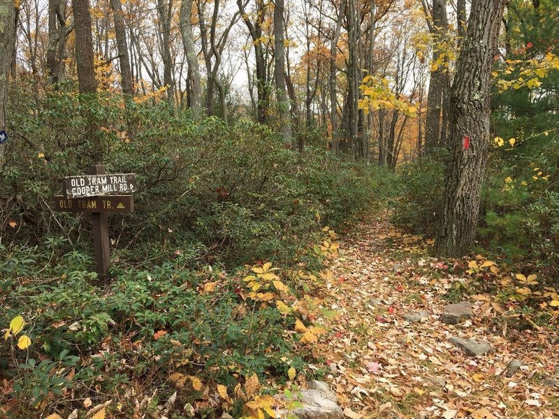 The start of Old Tram Trail off Boiling Springs Trail.