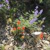 Lupine and paintbrush.