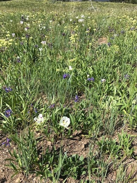 White Mariposa Lily