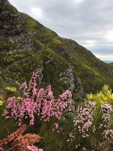 Beautiful Fynbos and Mountain flowers coming out of Proteakloof