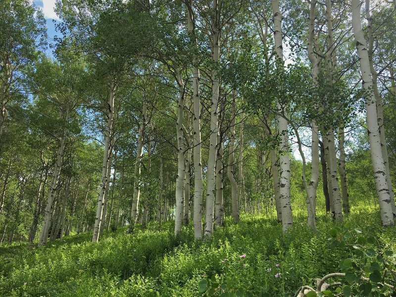 Aspens on Perma-grin.