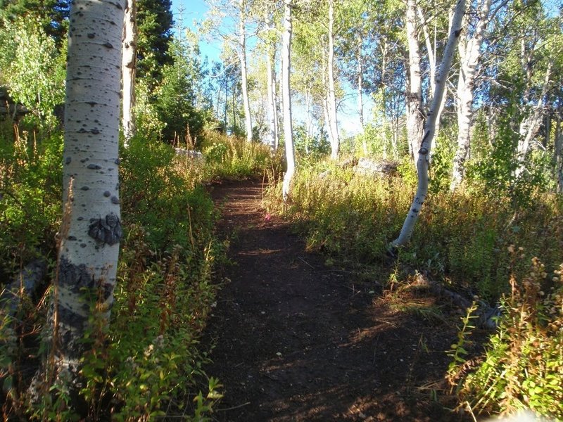 North Woods Trail.