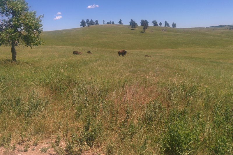 Bisons in Black Hills National Forest