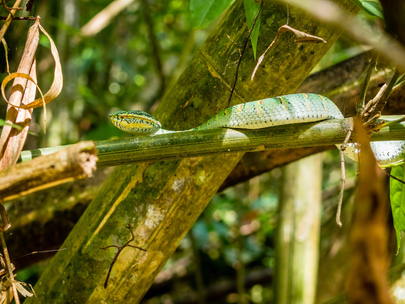 Green Pit Viper along the trail.