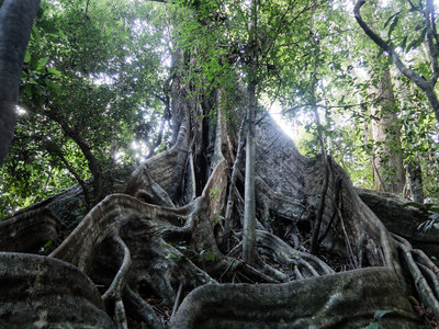 Massive tree along the Ton Kiol Track.