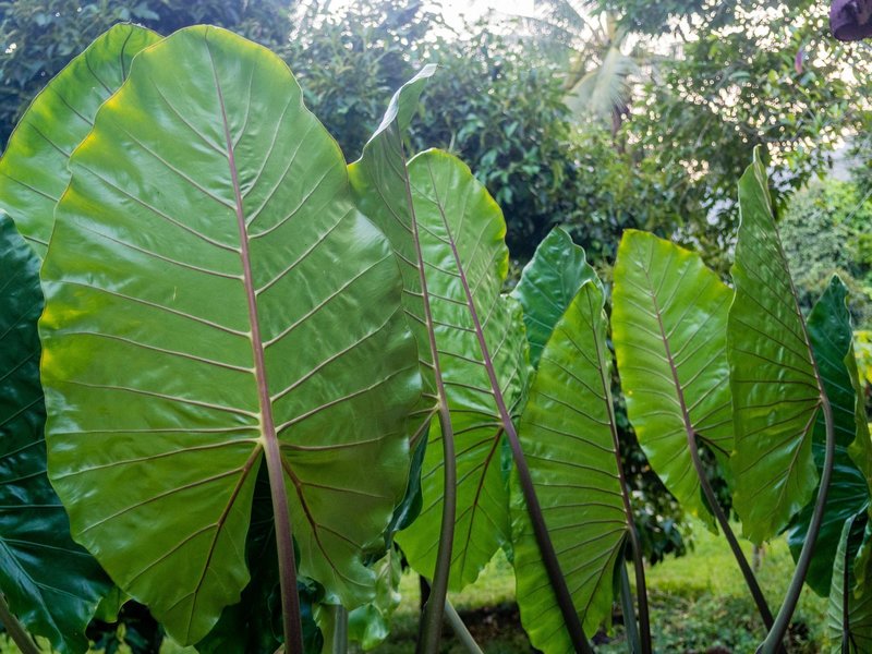 Rainforest foliage