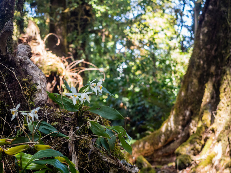 Orchids along the trail.