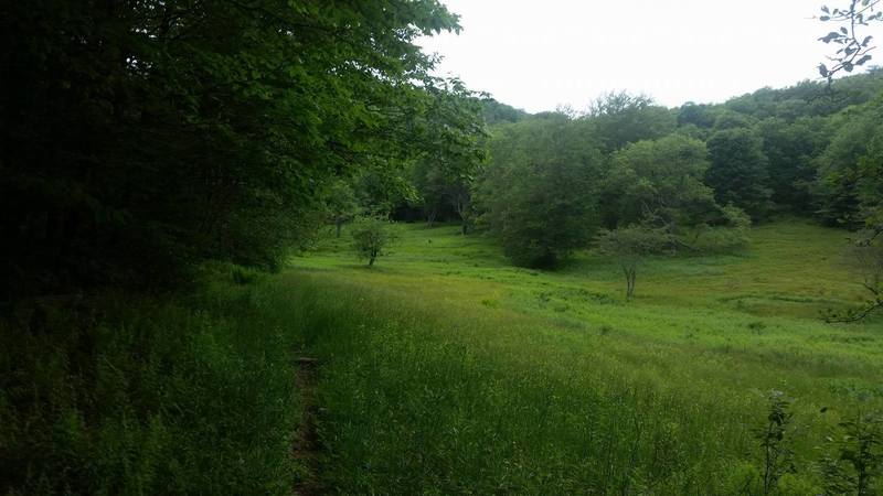 Wetlands on North Prong