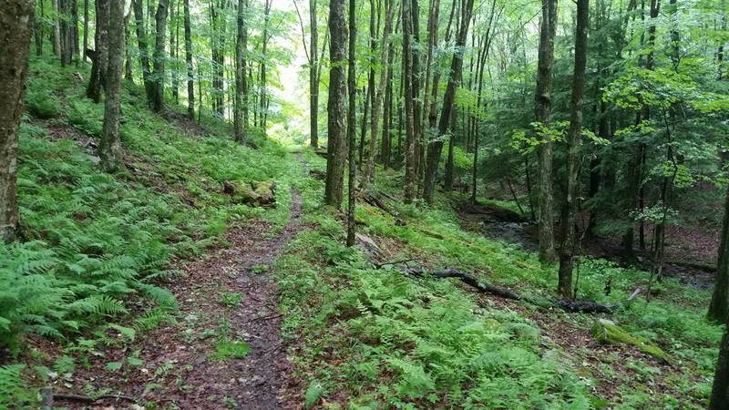 Singletrack on Bee Run Trail.