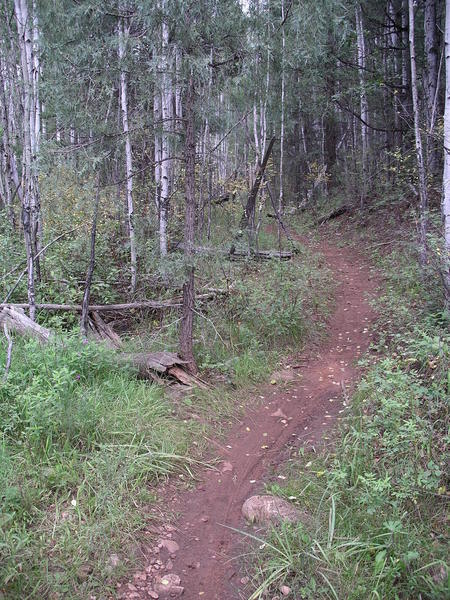 Aspens and roses on Quaking Aspen Trail