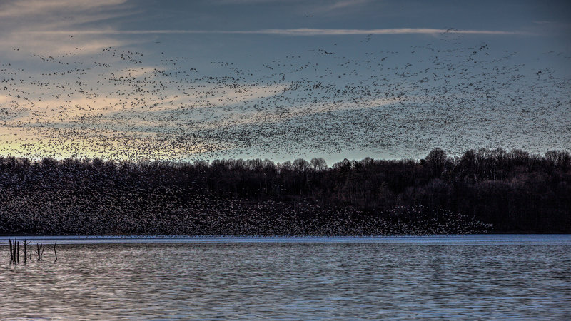 White Geese