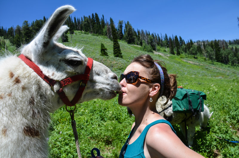 Llama kiss on the multi-use Mail Cabin Trail.