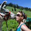 Llama kiss on the multi-use Mail Cabin Trail.