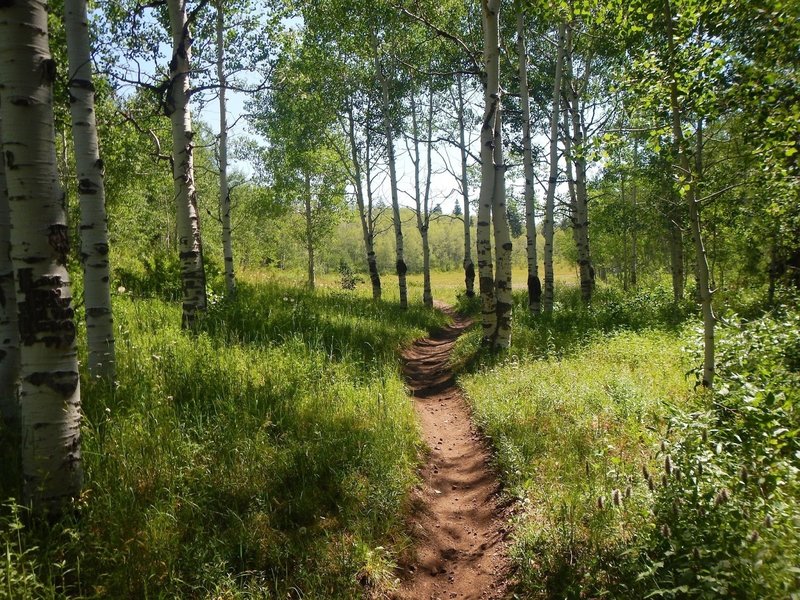 The meadow and aspens near the top of the trail.