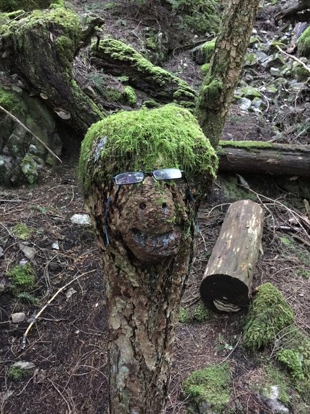 Funny stump decorated with moss (and glasses!) on Mount Killam Trail.