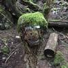 Funny stump decorated with moss (and glasses!) on Mount Killam Trail.