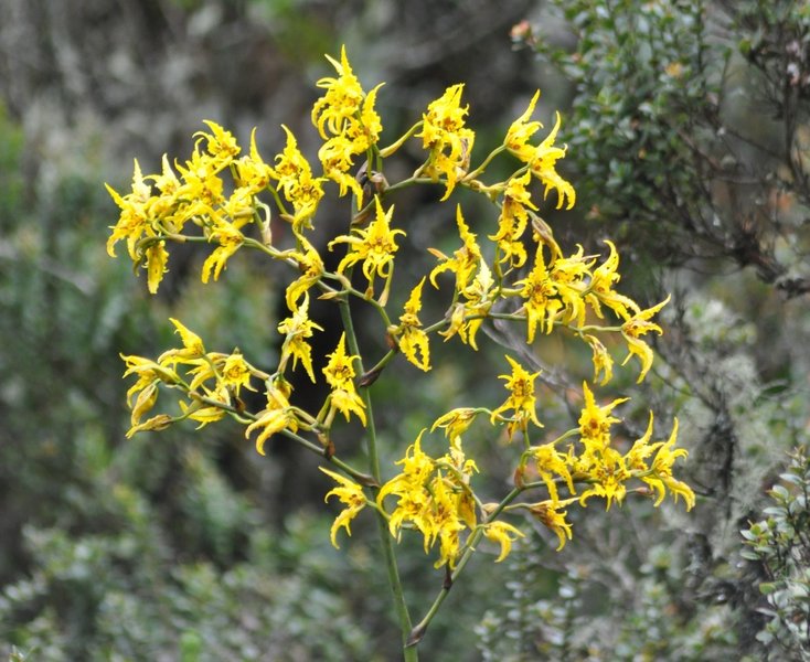 Orchids getting to the Paramo