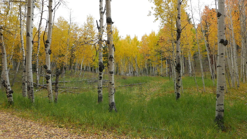 Plenty of fall colors on this trail.