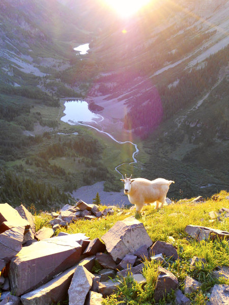 A mountain goat on the side of North Maroon Peak at sunrise.