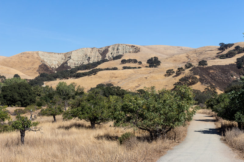 Fruit trees in front of a rocky amphitheater.