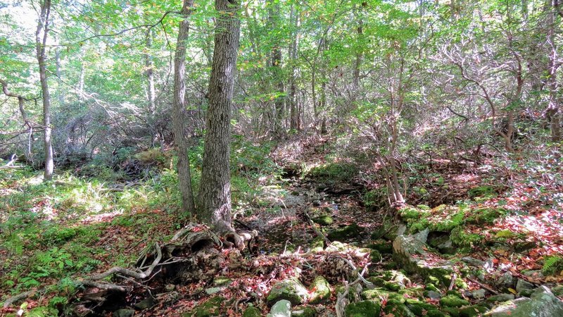 A lovely wetland section through Dark Hollow Trail in Schunnemunk State Park, NY