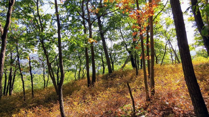 Dark Hollow Trail in Schunnemunk State Park, NY, hints at what's soon to come this autumn