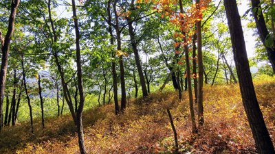 Dark Hollow Trail in Schunnemunk State Park, NY, hints at what's soon to come this autumn