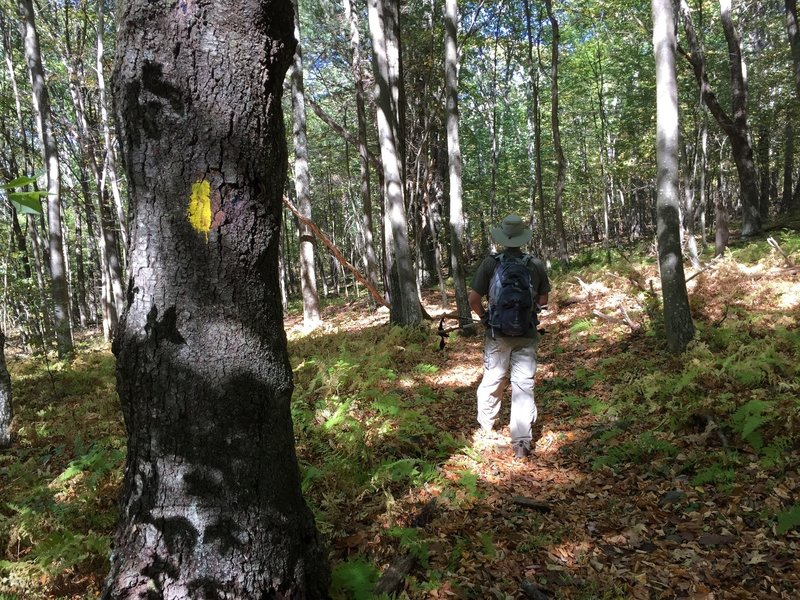 Rocky Branch Trail yellow blazes