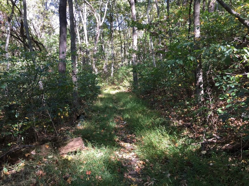 Path through the grass near the end of Rocky Branch Trail.